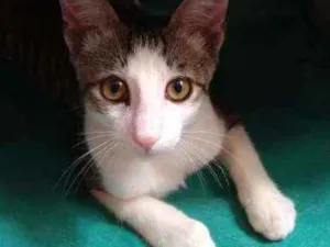 Gato raça Srd idade 2 a 6 meses nome Aramis