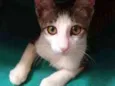 Aramis