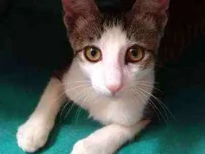 Gato raça Srd idade 2 a 6 meses nome Aramis