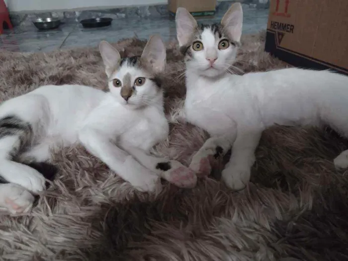 Gato ra a Srd idade 2 a 6 meses nome Tim/Thomas/Thom e Fl