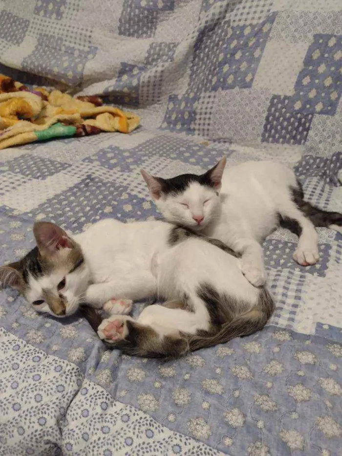Gato ra a Srd idade 2 a 6 meses nome Tim/Thomas/Thom e Fl
