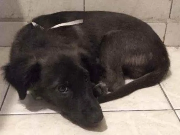 Cachorro ra a Vira-Lata idade 2 a 6 meses nome Smith