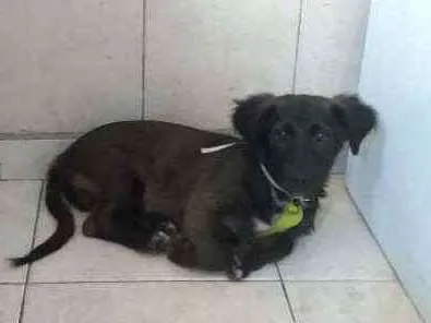 Cachorro ra a Vira-Lata idade 2 a 6 meses nome Smith