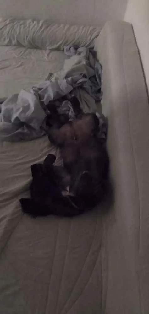 Cachorro ra a Vira-Lata idade 2 a 6 meses nome Smith