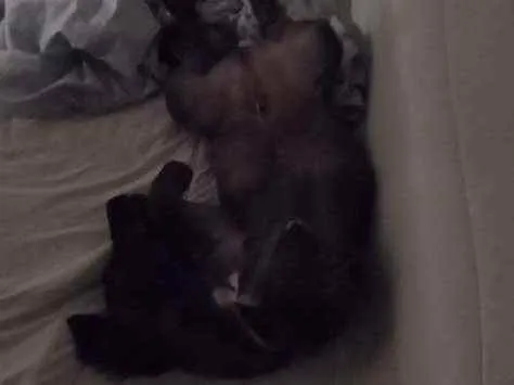Cachorro ra a Vira-Lata idade 2 a 6 meses nome Smith