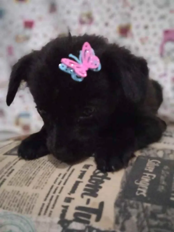 Cachorro ra a  idade  nome Não sei 