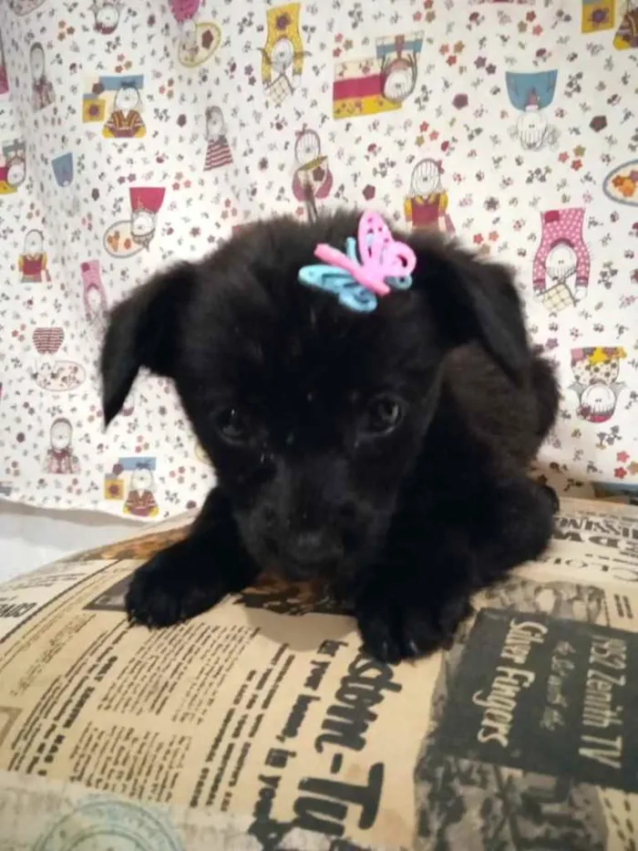 Cachorro ra a  idade  nome Não sei 
