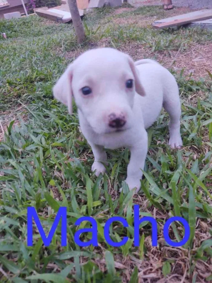 Cachorro ra a  idade  nome Não sei 