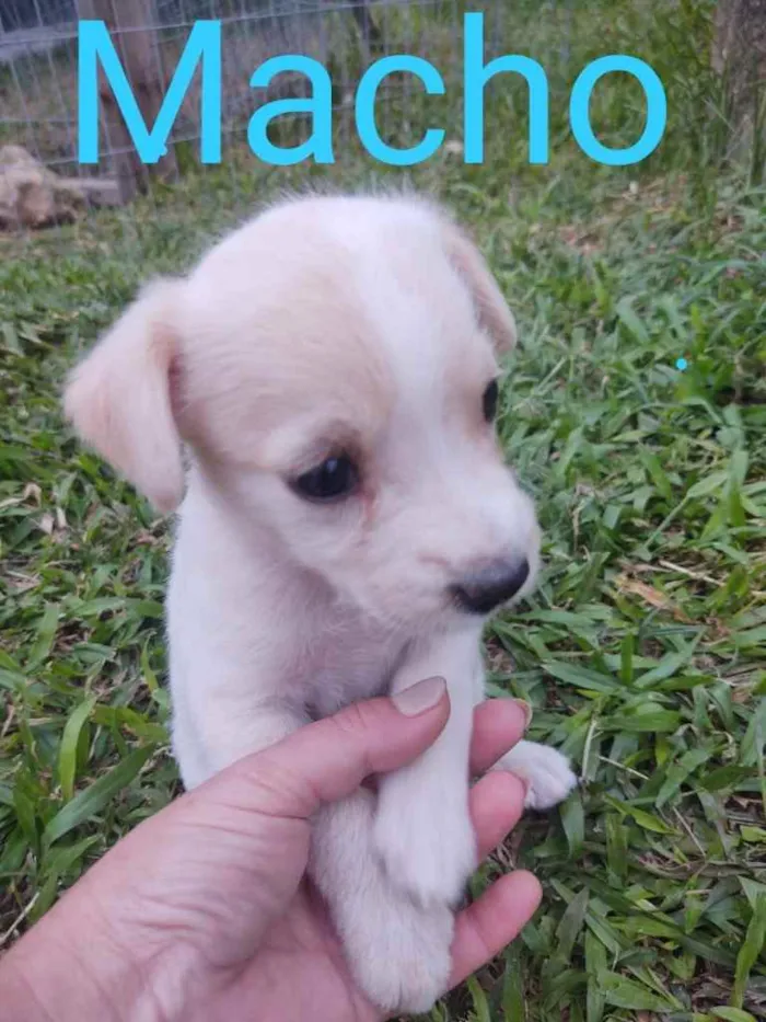 Cachorro ra a  idade  nome Não sei 