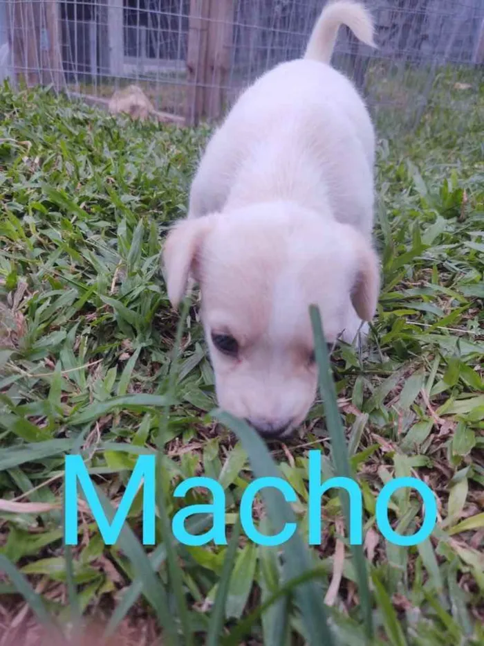 Cachorro ra a  idade  nome Não sei 