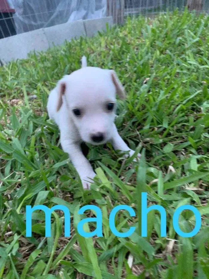 Cachorro ra a  idade  nome Não sei 