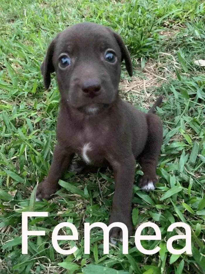 Cachorro ra a  idade  nome Não sei 