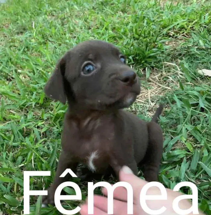 Cachorro ra a  idade  nome Não sei 
