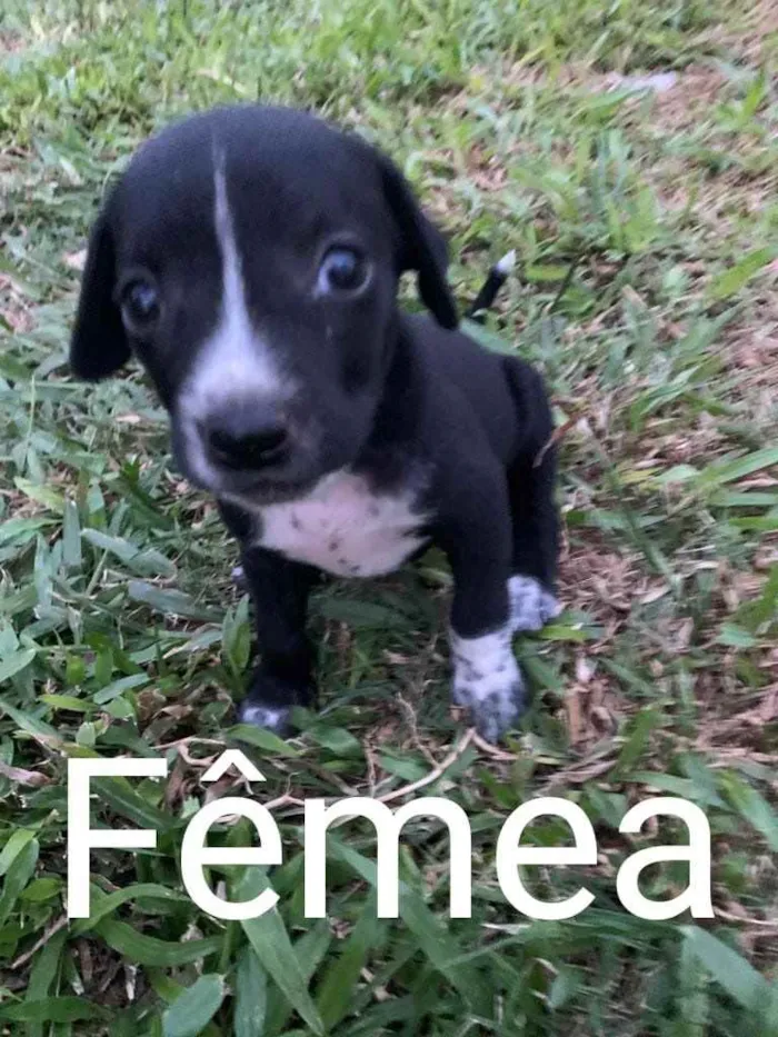 Cachorro ra a  idade  nome Não sei 