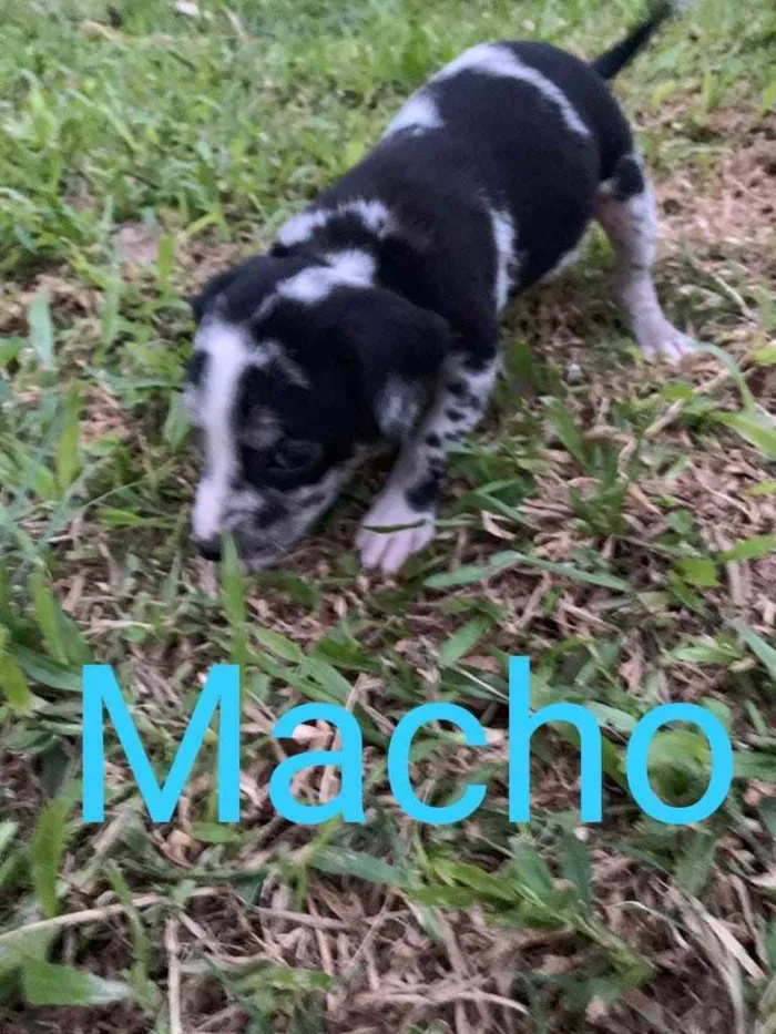 Cachorro ra a  idade  nome Não sei 