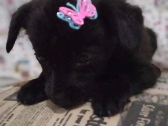 Cachorro ra a  idade  nome Não sei 