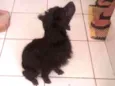 Snoopy