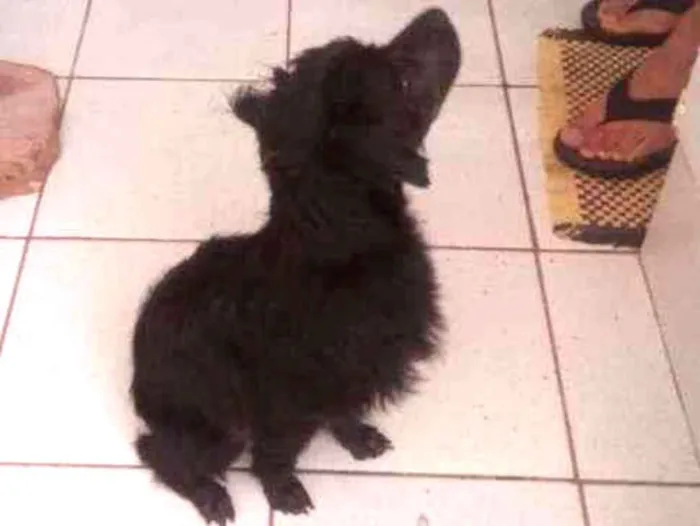 Cachorro ra a Sem raça definida idade 7 a 11 meses nome Snoopy