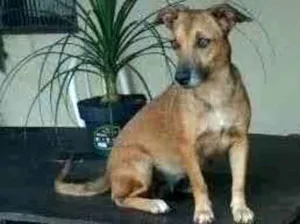 Cachorro raça SRD-ViraLata idade 6 ou mais anos nome Mel