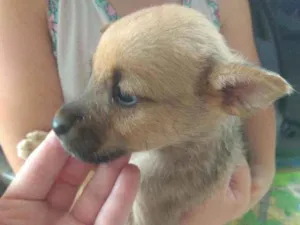 Cachorro raça  idade Abaixo de 2 meses nome Sem nome
