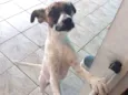 Cacau