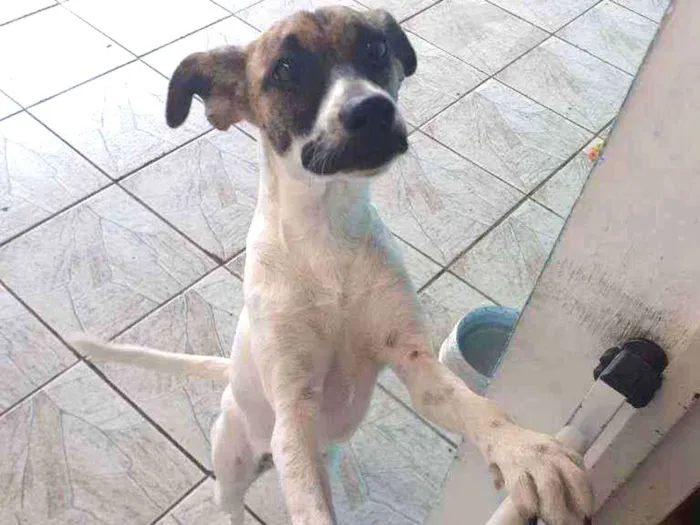 Cachorro ra a  idade 7 a 11 meses nome Cacau