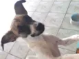 Cacau