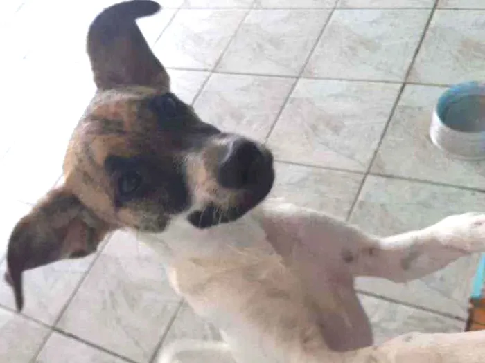 Cachorro ra a  idade 7 a 11 meses nome Cacau