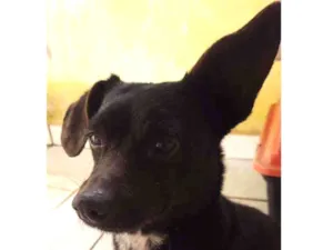 Cachorro raça Vira lata idade 5 anos nome Tuquinho