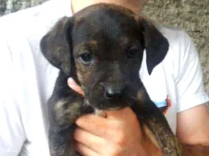 Cachorro raça SRD idade Abaixo de 2 meses nome Print