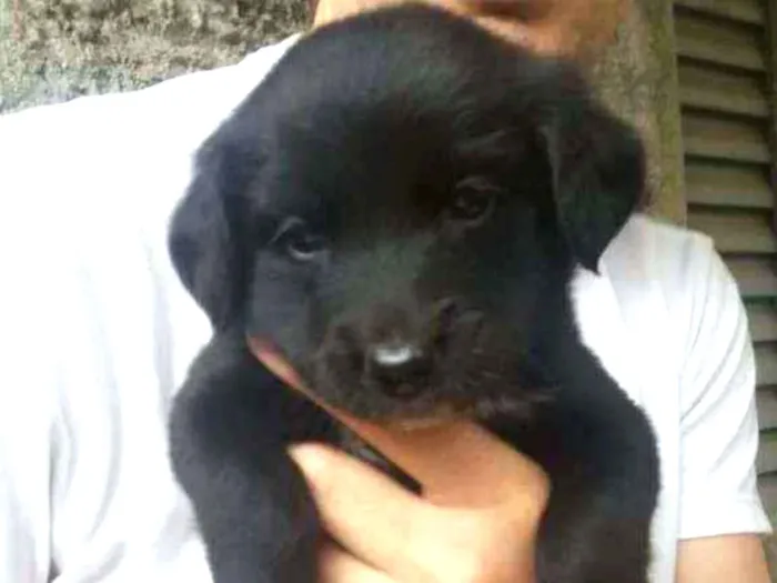 Cachorro raça SRD idade Abaixo de 2 meses nome Beca