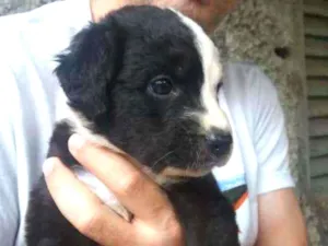 Cachorro raça SRD idade Abaixo de 2 meses nome Beth