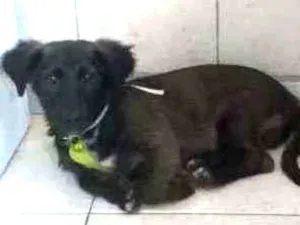Cachorro raça Vira-Lata idade 2 a 6 meses nome Smith