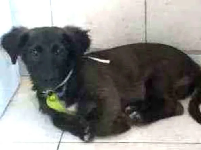 Cachorro ra a Vira-Lata idade 2 a 6 meses nome Smith