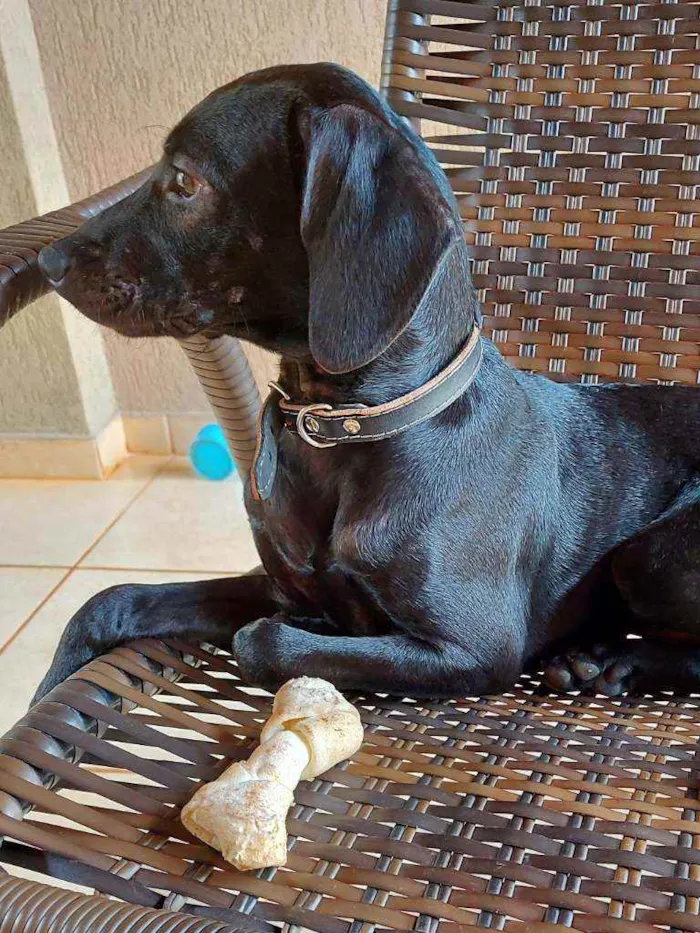 Cachorro ra a Sem raça definida  idade 2 a 6 meses nome Ryder