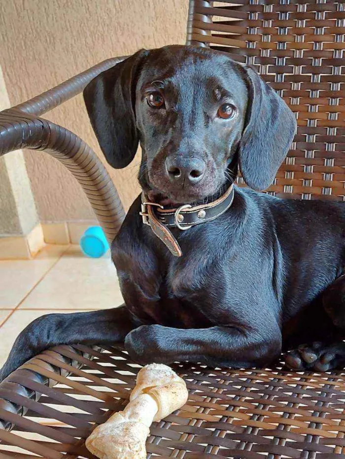 Cachorro ra a Sem raça definida  idade 2 a 6 meses nome Ryder