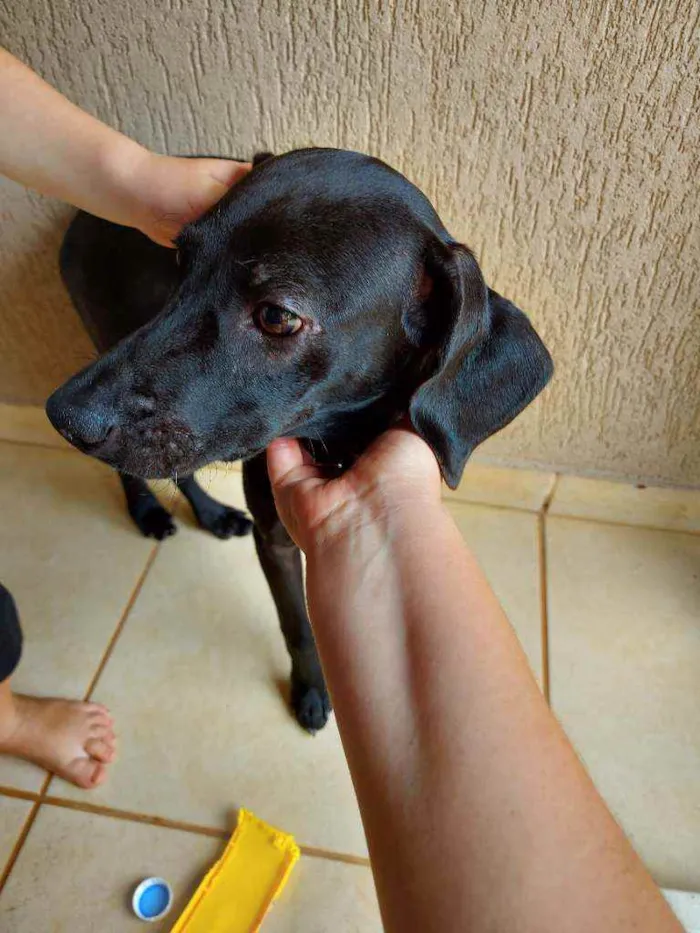 Cachorro ra a Sem raça definida  idade 2 a 6 meses nome Ryder