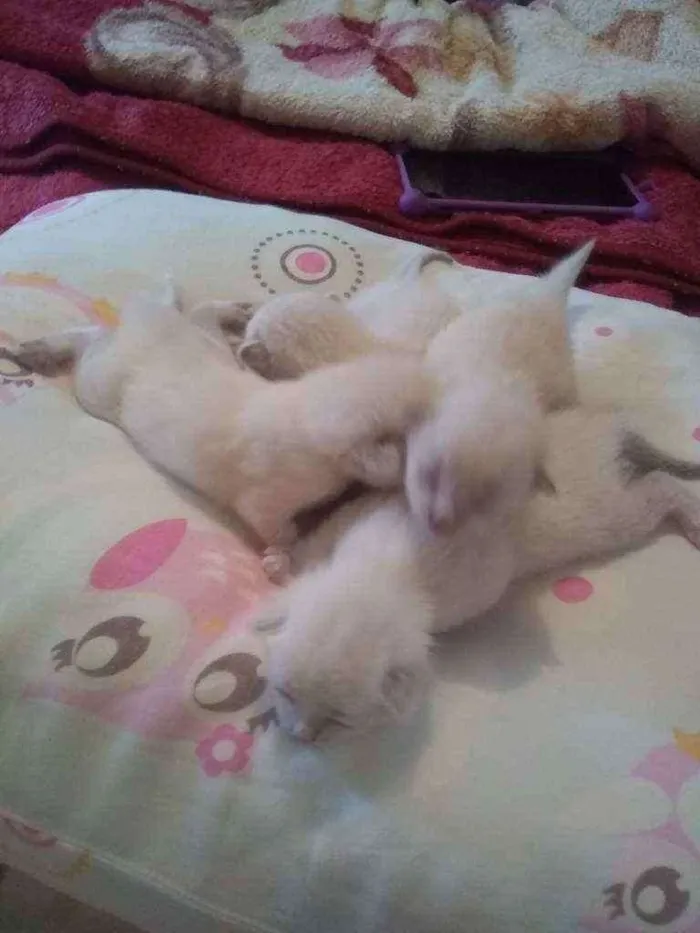 Gato raça Não definida idade Abaixo de 2 meses nome Gatos