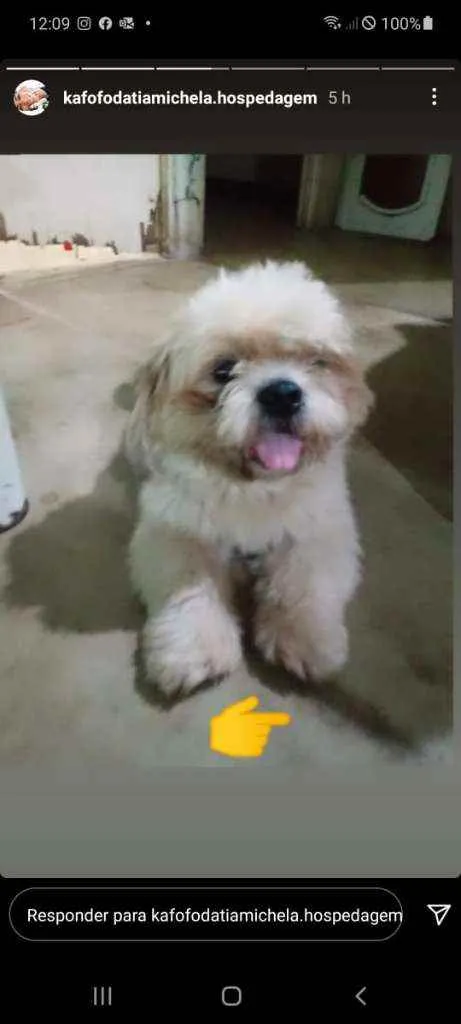 Cachorro raça Schitzu idade 3 anos nome Adulto