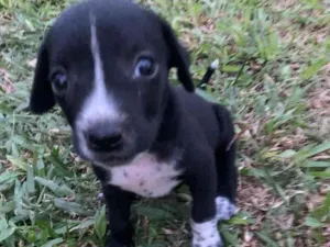 Cachorro raça  idade  nome Não sei 
