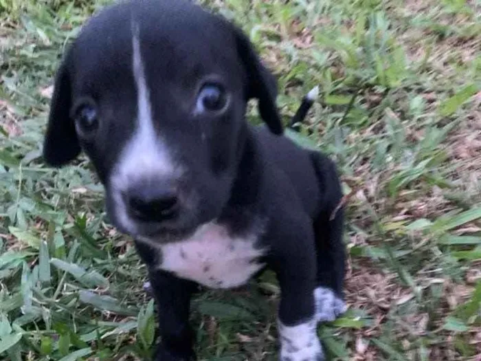 Cachorro ra a  idade  nome Não sei 