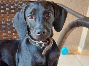 Cachorro raça Sem raça definida  idade 2 a 6 meses nome Ryder