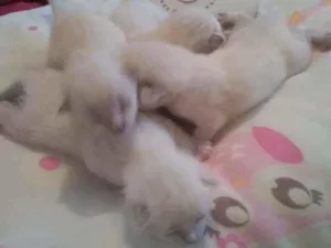 Gato raça Não definida idade Abaixo de 2 meses nome Gatos