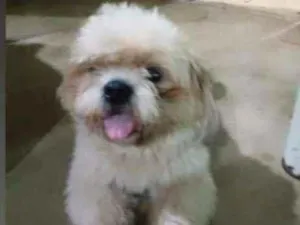 Cachorro raça Schitzu idade 3 anos nome Adulto