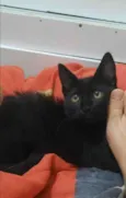 Tico