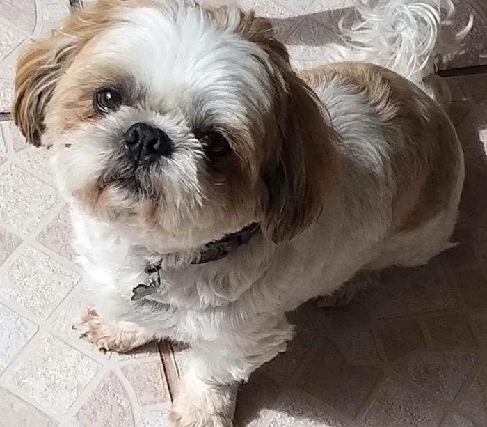 Cachorro raça Shi tzu idade 6 ou mais anos nome Luigi
