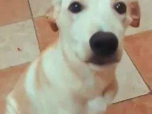 Cachorro raça SRD  idade 2 a 6 meses nome Donatelo