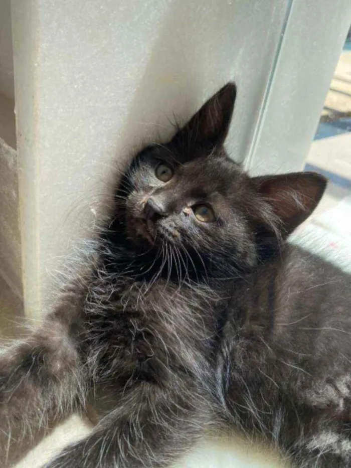 Gato ra a Srd idade 2 a 6 meses nome Jade