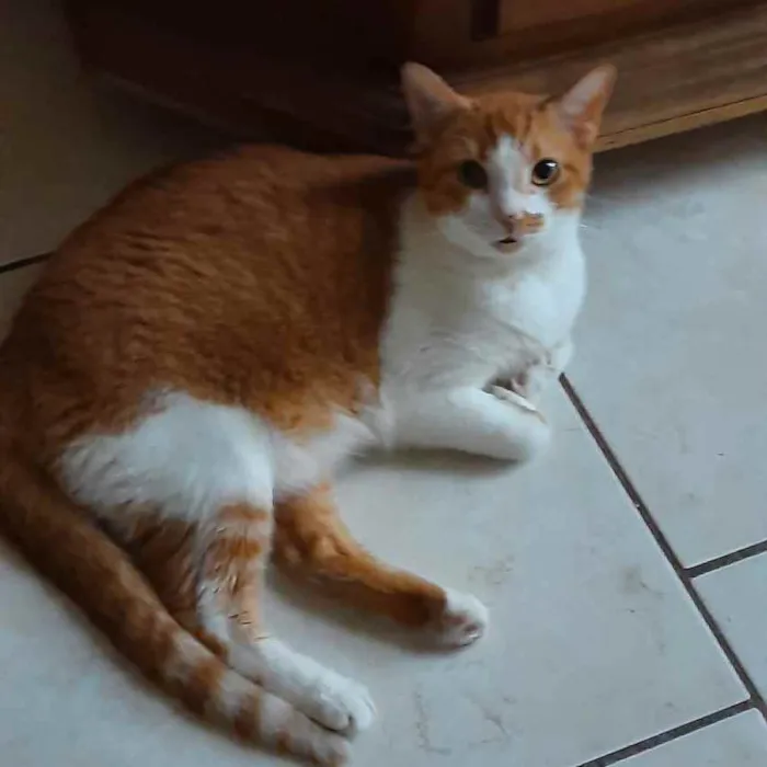 Gato ra a SRD idade 2 anos nome Duff
