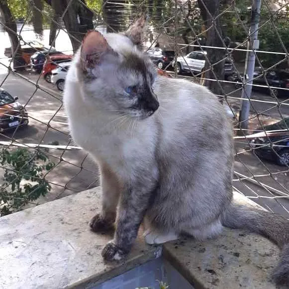 Gato ra a Siames idade 2 anos nome Mitsa